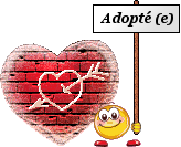 Pinou - Adopté  2571939680